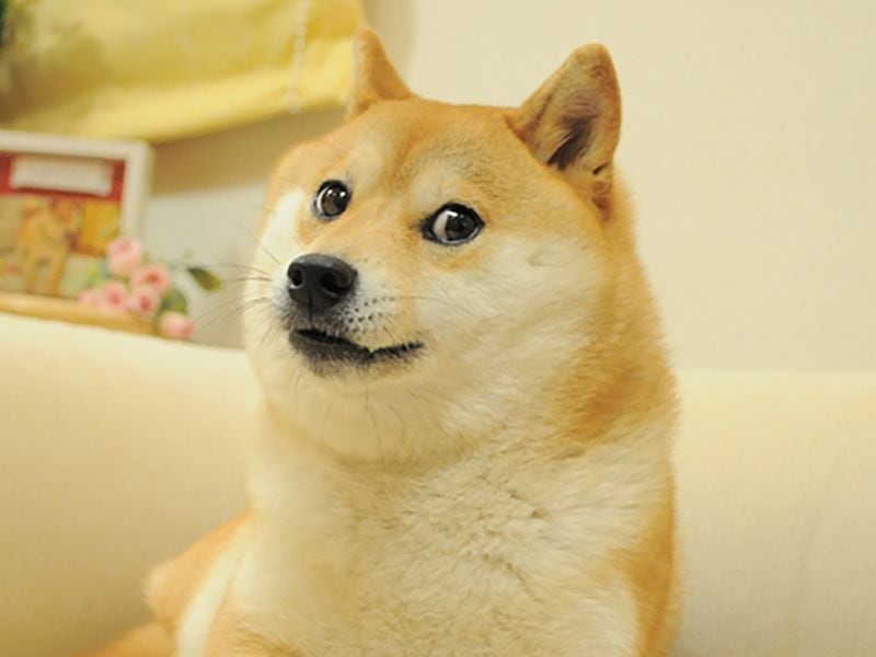 Kabosu, Dog Who Inspired Dogecoin and Shiba Inu, Is No More