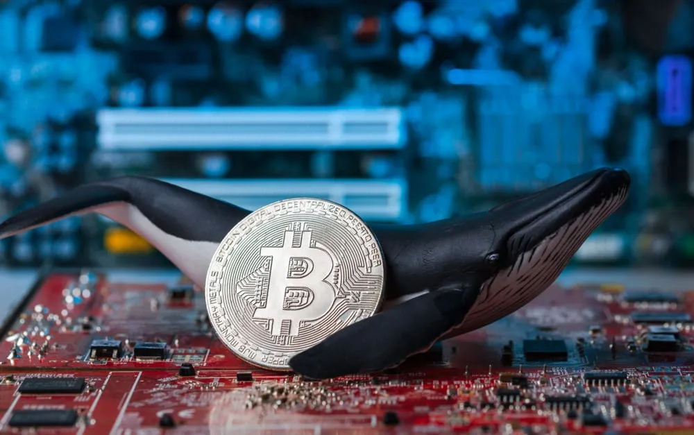 Bitcoin Whales Are Back to Buying Up BTC, Analysis Shows