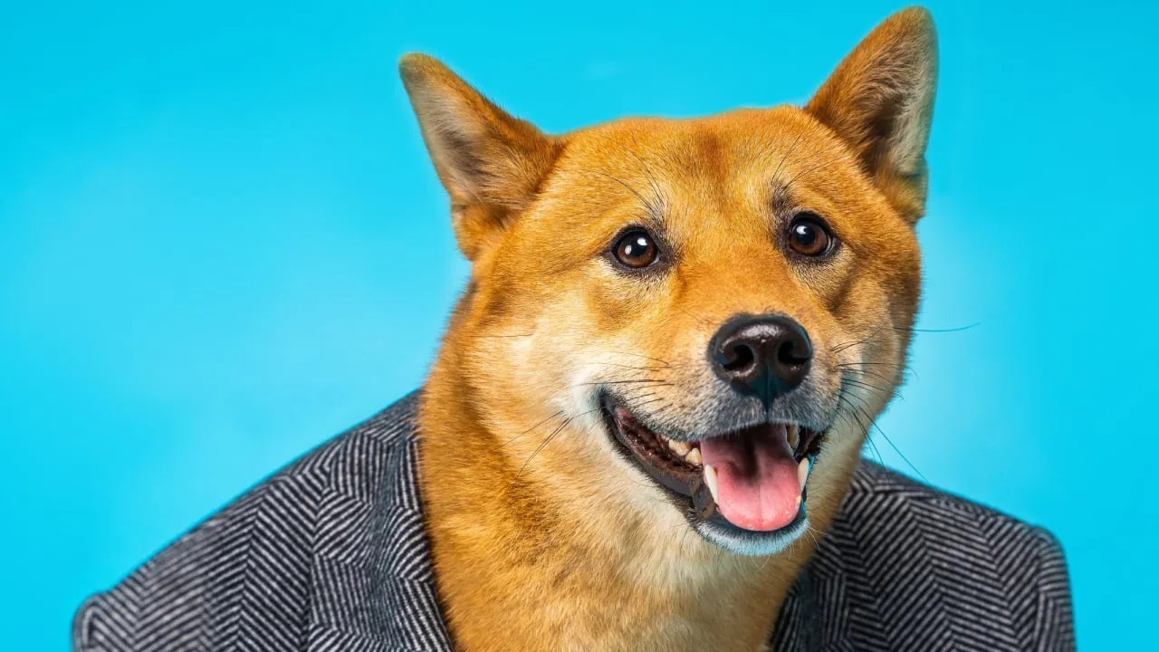 Shiba Inu Draws $12 Million Raise for New Blockchain and TREAT Token