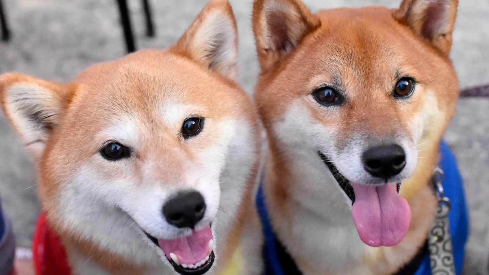 Dogecoin Price Climbs as Shiba Inu Spikes to 8-Month High