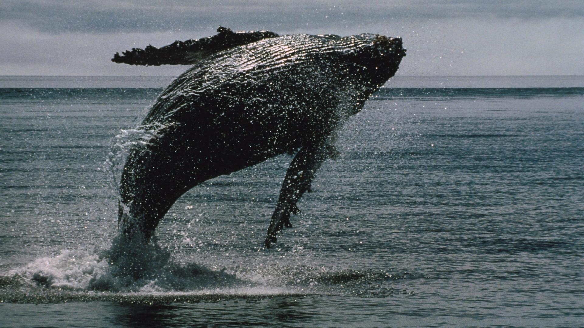 Crypto Daybook Americas: SUI, STX Outperform as Bitcoin Whales Position for Gains