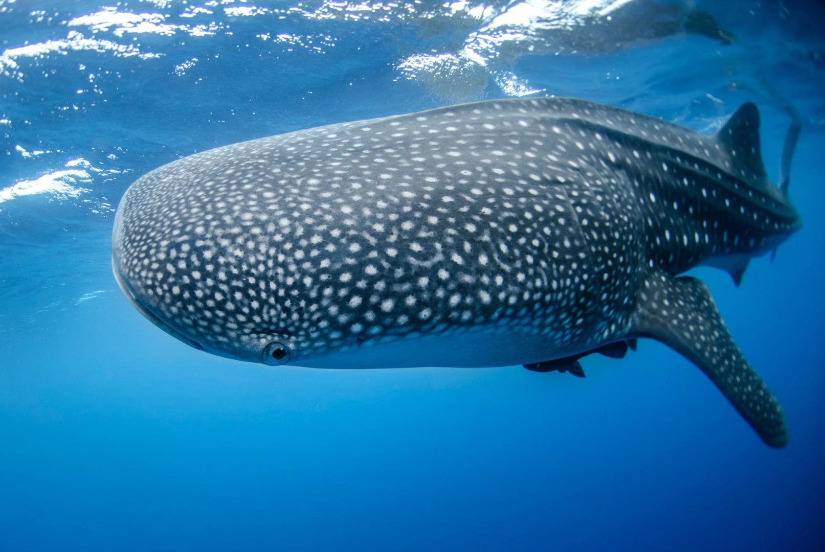 Bitcoin Whales Return in Force, Buy the BTC Price Rally, On-Chain Data Show