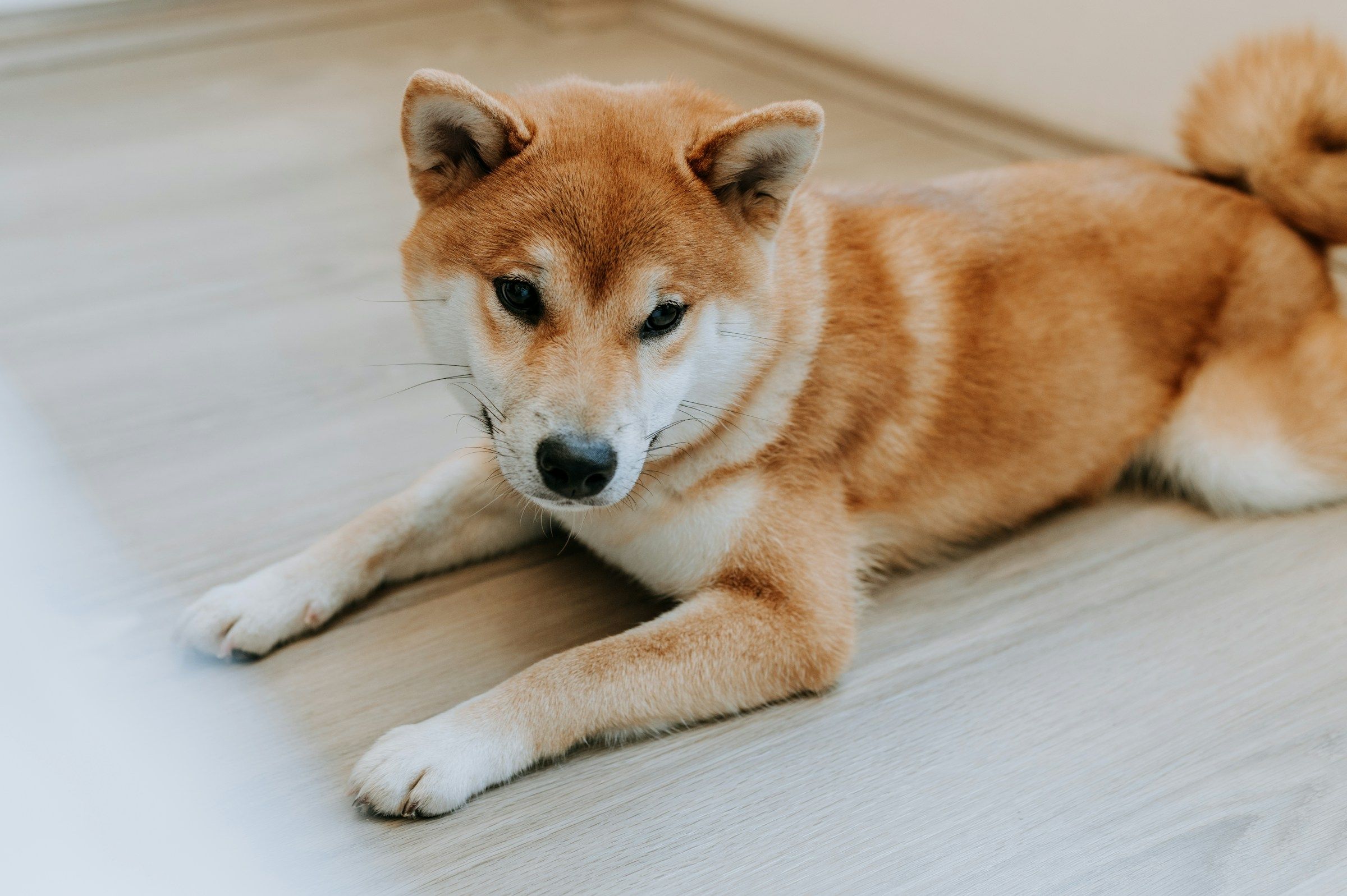 Dogecoin ETF Looks Set to Go Live in the US on Thursday